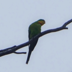 Polytelis swainsonii (Superb Parrot) at Federal Golf Course - 8 Jan 2020 by JackyF