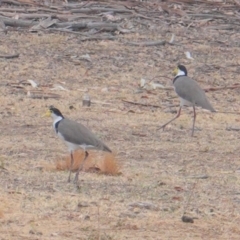 Vanellus miles (Masked Lapwing) at Federal Golf Course - 8 Jan 2020 by JackyF