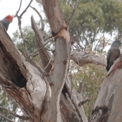 Callocephalon fimbriatum (Gang-gang Cockatoo) at Hughes Grassy Woodland - 10 Jan 2020 by JackyF