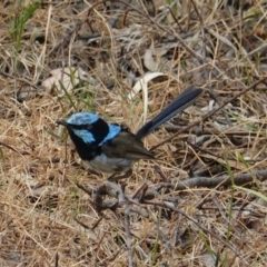 Malurus cyaneus (Superb Fairywren) at Red Hill Nature Reserve - 12 Jan 2020 by JackyF