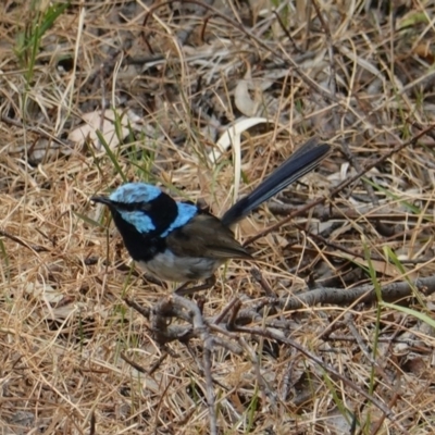 Malurus cyaneus (Superb Fairywren) at GG42 - 12 Jan 2020 by JackyF