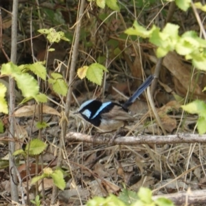 Malurus cyaneus at Deakin, ACT - 12 Jan 2020