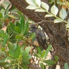 Rhipidura albiscapa (Grey Fantail) at Red Hill Nature Reserve - 12 Jan 2020 by JackyF