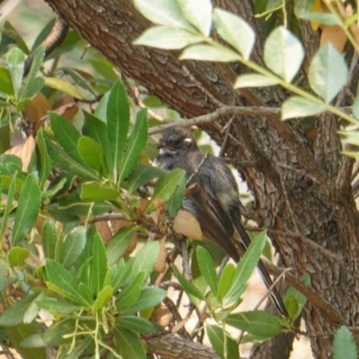 Rhipidura albiscapa (Grey Fantail) at Red Hill Nature Reserve - 12 Jan 2020 by JackyF