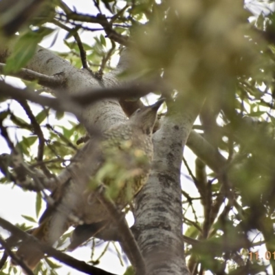 Ptilonorhynchus violaceus (Satin Bowerbird) at Weston, ACT - 11 Jan 2020 by AliceH