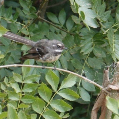 Rhipidura albiscapa (Grey Fantail) at Red Hill Nature Reserve - 12 Jan 2020 by JackyF