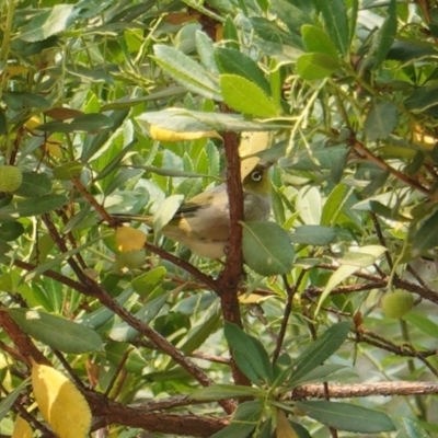 Zosterops lateralis (Silvereye) at GG42 - 12 Jan 2020 by JackyF