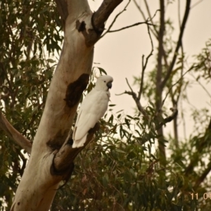 Cacatua galerita at Weston, ACT - 11 Jan 2020 06:14 AM