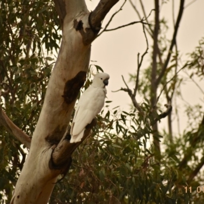 Cacatua galerita (Sulphur-crested Cockatoo) at Fowles St. Woodland, Weston - 10 Jan 2020 by AliceH