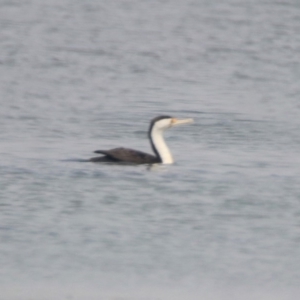 Phalacrocorax varius at Kingston, ACT - 11 Jan 2020