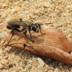 Sphex sp. (genus) (Unidentified Sphex digger wasp) at Lake Burley Griffin Central/East - 11 Jan 2020 by RodDeb