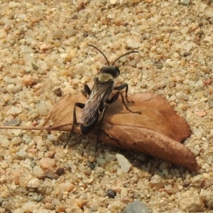 Sphex sp. (genus) at Barton, ACT - 11 Jan 2020