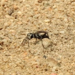 Sphex sp. (genus) at Barton, ACT - 11 Jan 2020 02:04 PM