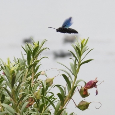 Austroscolia soror (Blue Flower Wasp) at Mount Ainslie to Black Mountain - 11 Jan 2020 by RodDeb