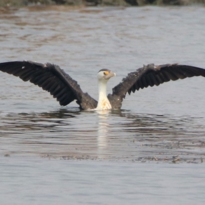 Phalacrocorax varius (Pied Cormorant) at Parkes, ACT - 11 Jan 2020 by RodDeb