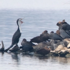 Phalacrocorax varius at Parkes, ACT - 11 Jan 2020