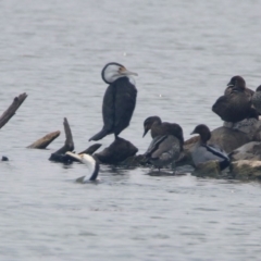 Phalacrocorax varius at Parkes, ACT - 11 Jan 2020