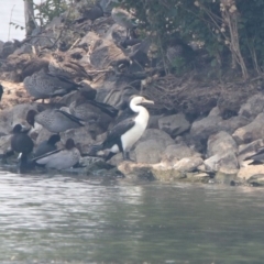 Phalacrocorax varius at Parkes, ACT - 11 Jan 2020