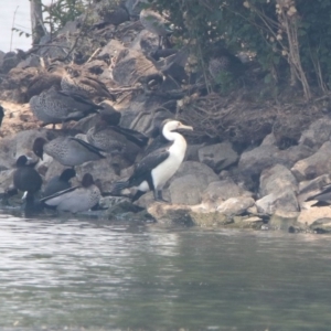 Phalacrocorax varius at Parkes, ACT - 11 Jan 2020