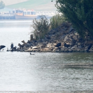 Phalacrocorax varius at Parkes, ACT - 11 Jan 2020