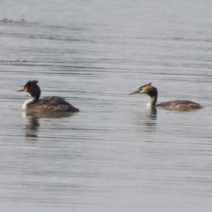 Podiceps cristatus at Parkes, ACT - 11 Jan 2020