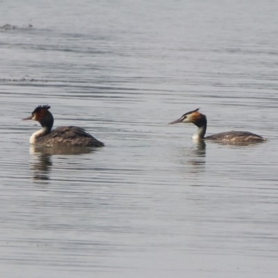 Podiceps cristatus (Great Crested Grebe) at Lake Burley Griffin Central/East - 11 Jan 2020 by RodDeb