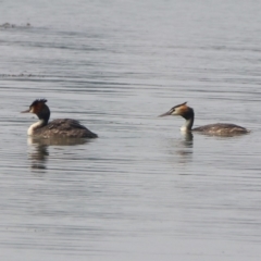 Podiceps cristatus (Great Crested Grebe) at Parkes, ACT - 11 Jan 2020 by RodDeb