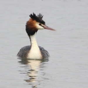 Podiceps cristatus at Parkes, ACT - 11 Jan 2020