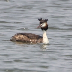 Podiceps cristatus at Parkes, ACT - 11 Jan 2020