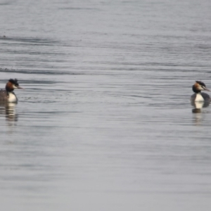 Podiceps cristatus at Parkes, ACT - 11 Jan 2020