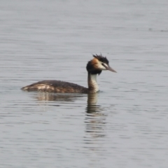 Podiceps cristatus at Parkes, ACT - 11 Jan 2020