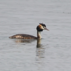 Podiceps cristatus at Parkes, ACT - 11 Jan 2020