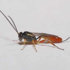 Ichneumonidae (family) (Unidentified ichneumon wasp) at Evatt, ACT - 5 Jan 2020 by TimL