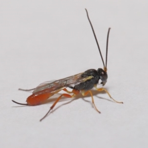 Ichneumonidae (family) at Evatt, ACT - 5 Jan 2020