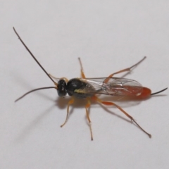 Ichneumonidae (family) at Evatt, ACT - 5 Jan 2020