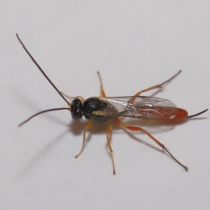 Ichneumonidae (family) at Evatt, ACT - 5 Jan 2020