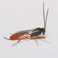 Ichneumonidae (family) at Evatt, ACT - 5 Jan 2020 01:44 PM