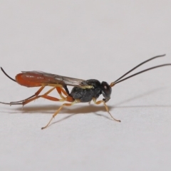 Ichneumonidae (family) at Evatt, ACT - 5 Jan 2020 01:44 PM