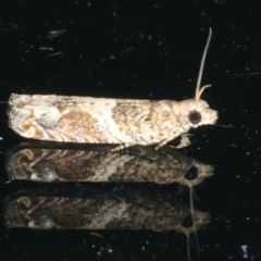 Crocidosema plebejana (Cotton Tipworm Moth) at Ainslie, ACT - 9 Jan 2020 by jb2602