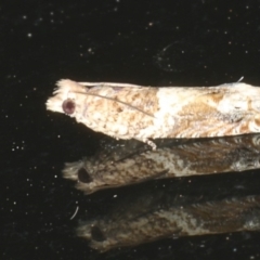 Crocidosema plebejana at Ainslie, ACT - 9 Jan 2020