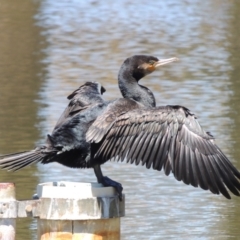 Phalacrocorax carbo (Great Cormorant) at Gordon, ACT - 27 Nov 2019 by michaelb