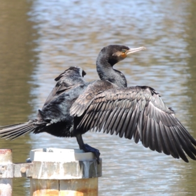 Phalacrocorax carbo (Great Cormorant) at Gordon Pond - 27 Nov 2019 by michaelb