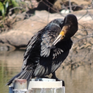 Phalacrocorax carbo at Gordon, ACT - 27 Nov 2019