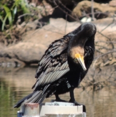 Phalacrocorax carbo at Gordon, ACT - 27 Nov 2019