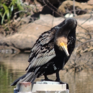 Phalacrocorax carbo at Gordon, ACT - 27 Nov 2019