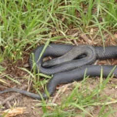 Pseudechis porphyriacus (Red-bellied Black Snake) at Bega, NSW - 12 Jan 2020 by MatthewHiggins