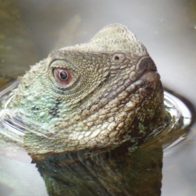 Intellagama lesueurii howittii (Gippsland Water Dragon) at Bega, NSW - 12 Jan 2020 by MatthewHiggins