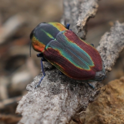 Selagis caloptera (Caloptera jewel beetle) at Mount Ainslie - 9 Jan 2020 by jb2602