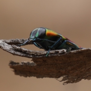 Selagis caloptera at Majura, ACT - 9 Jan 2020