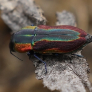 Selagis caloptera at Majura, ACT - 9 Jan 2020 11:00 AM